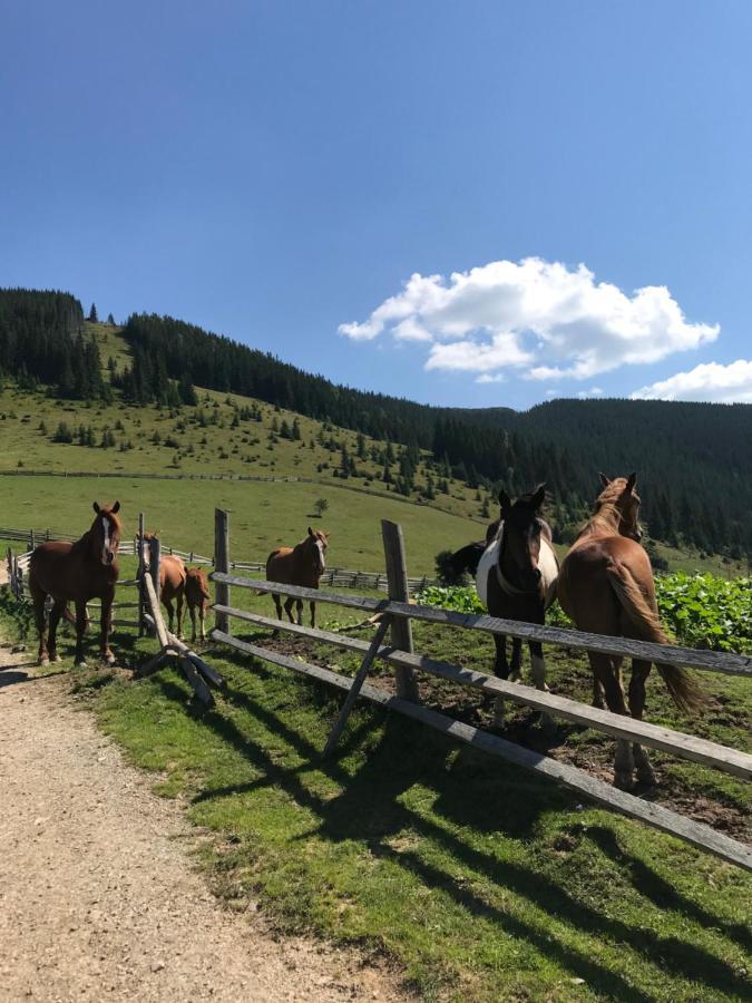 Вілла Софі 韦尔霍维纳 外观 照片